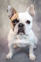 Mollie