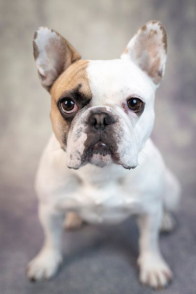 Mollie par LUNA Fotografie