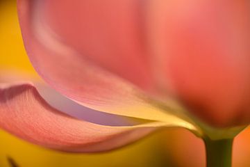 Roze tulp close up van Gonnie van de Schans