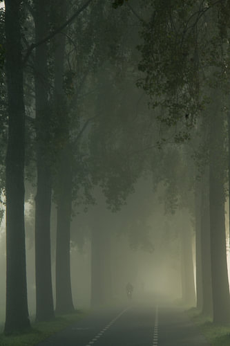 Le cycliste dans le brouillard