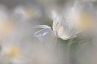 Bosanemoon von Ingrid Van Damme fotografie Miniaturansicht