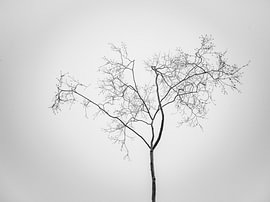 Baum im Winter von Ralf Gosch