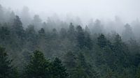 Forêt Noire dans le brouillard