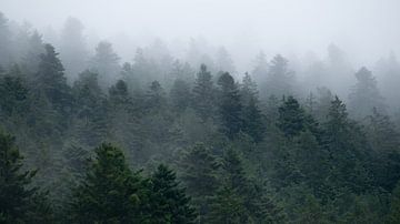Schwarzwald in de mist van Elize Fotografie
