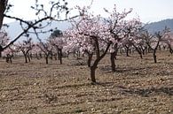 Almond trees in bloom, spring in Spain by Cora Unk thumbnail