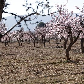 Amandelbomen in bloei, lente in Spanje van Cora Unk