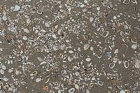 Shells in the sand