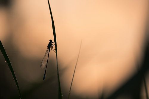 Waterjuffertje in de ochtendzon