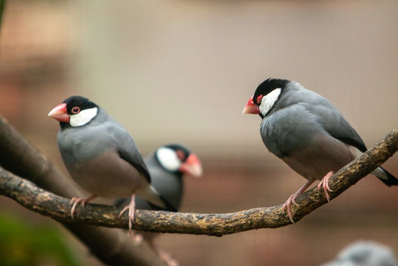 Rice birds sitting on a branch by Slim Shadow