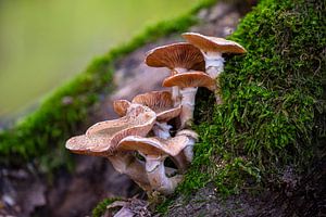 Des champignons poussent sur un tronc d'arbre moussu sur Mario Plechaty Photography