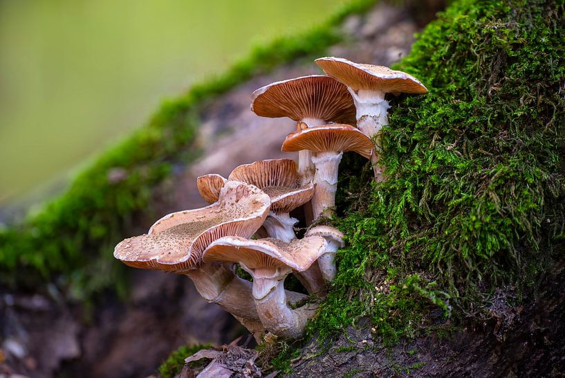 Mushrooms grow on a mossy tree trunk by Mario Plechaty Photography