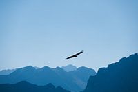 Bald vulture flies over the mountains in the Pyrenees