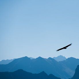 Vale gier vliegt over de bergen in de Pyreneeën van Lana Goris