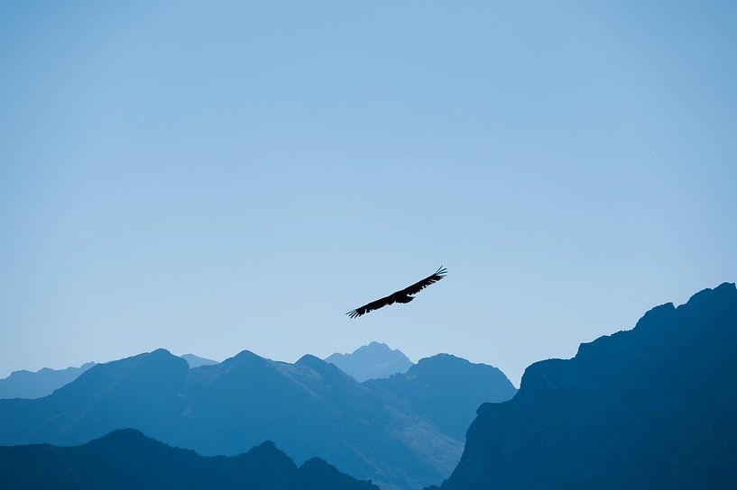 Bald vulture flies over the mountains in the Pyrenees by Lana Goris
