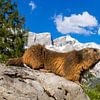 Alpenmurmeltier vor perfekter Bergkulisse von Daniela Beyer