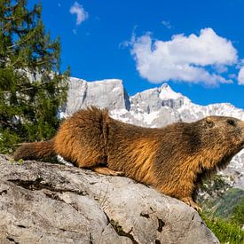 Alpenmurmeltier vor perfekter Bergkulisse von Daniela Beyer