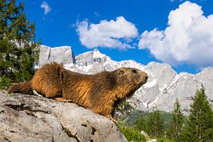 Alpenmurmeltier vor perfekter Bergkulisse