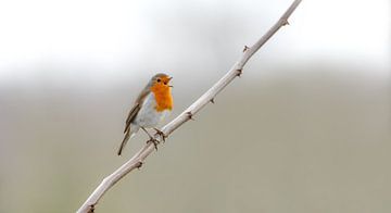 A singing robin or redbreast by Leny Silina Helmig