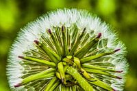 Paardebloem / Dandelion