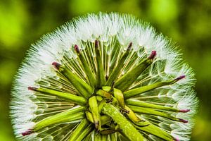 Löwenzahn / Pusteblume