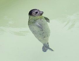 Baby seal Texel by Monique Giling