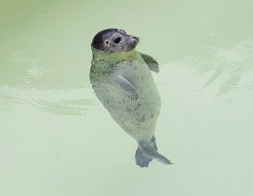 Baby zeehond Texel van Monique Giling