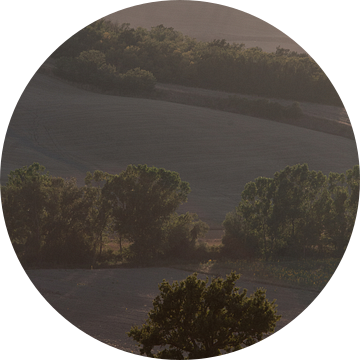 Boom in de Toscaanse heuvel.