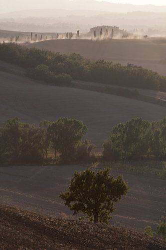 Boom in de Toscaanse heuvel.
