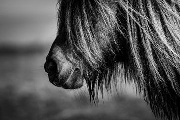 Pony zwart wit van Jeroen Mikkers