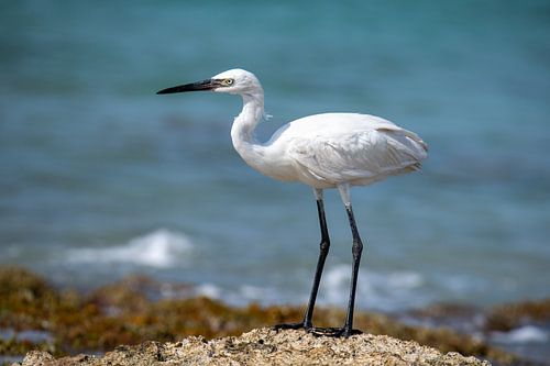 Heron by the sea