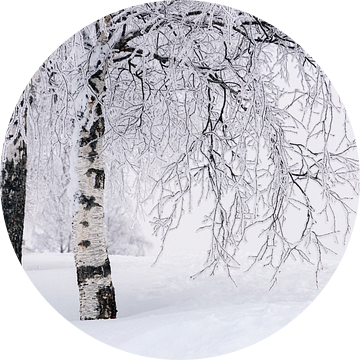 Berkenlaan in winters Noorwegen