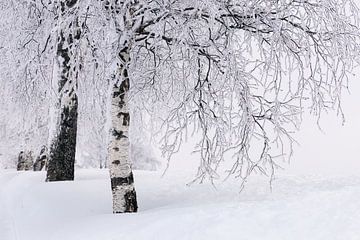 Birch avenue in wintry Norway