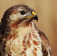 Buzzard portrait