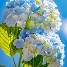 Sunny hydrangea by Liv Jongman