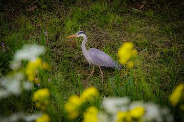 Reiger in het bos van Sabina Meerman