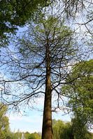 The tree of life