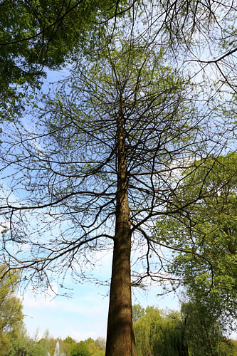The tree of life