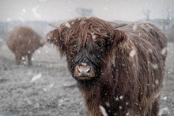 Scottish Highlanders in the Snow