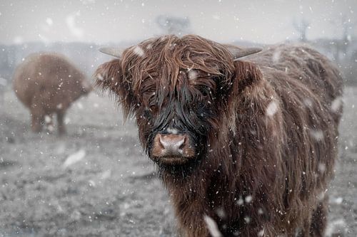 Les Highlanders écossais dans la neige