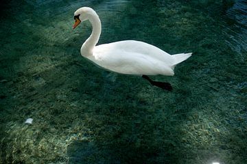 Swan Annecy