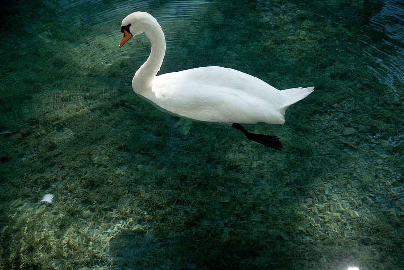 Swan Annecy par Mariska Hofman