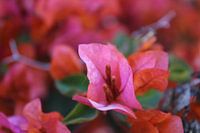 Pink flowers