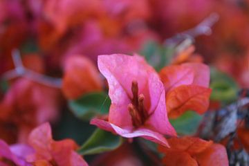 Fleurs roses sur Manon Gheeraert