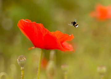 Coquelicot et abeille sur Christa Thieme-Krus