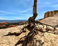 Wortels van kale jeneverbes, Bryce Canyon National Park, Utah, Verenigde Staten
