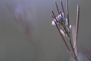 Wildblume von Tania Perneel