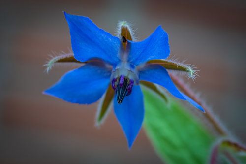 Blauw komkomerkruid