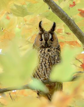 Long-eared owl by Nienke Bot