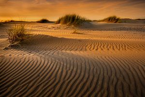 Duinen op Texel