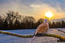 Winterzon op de duiventak van Photoart-Naegele